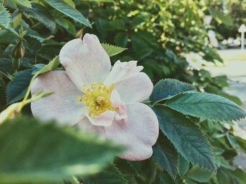 Close-up of fresh white flowering plant