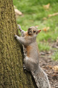 Close-up of squirrel sitting on tree trunk