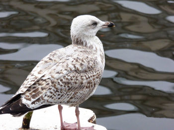 Close-up of seagull perching on a lake