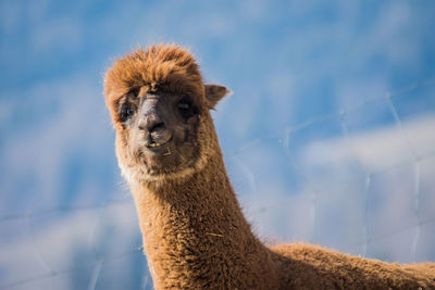 Close-up of alpaca