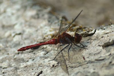 Close-up of insect