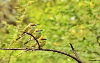 Bird perching on branch