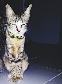 Portrait of cat sitting on floor