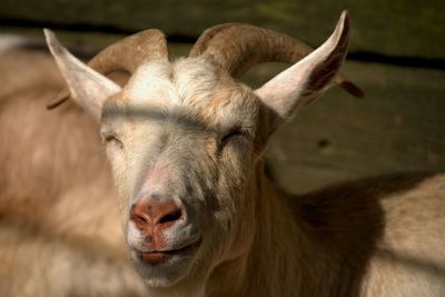 Close-up of goat with eyes closed