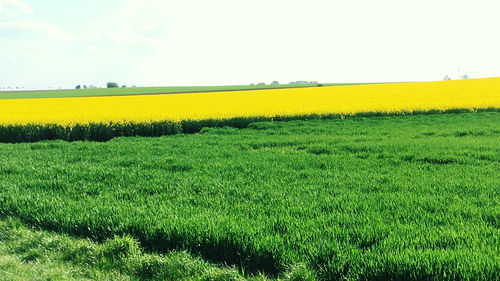 Scenic view of field against sky