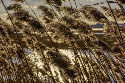 Low angle view of palm trees in forest