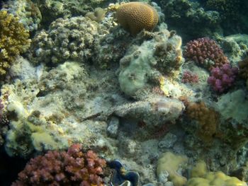 Fish swimming in sea