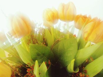 Close-up of yellow flowers