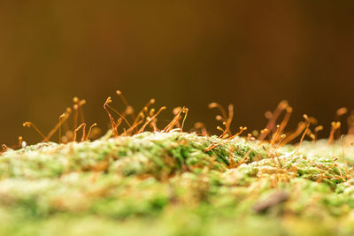 Close-up of plants growing on field