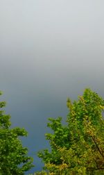 Reflection of trees in water