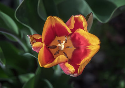 Close-up of yellow flowering plant in park