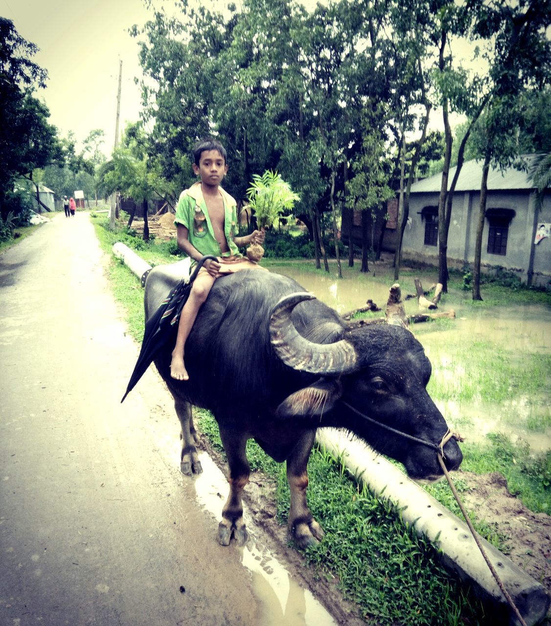 full length, domestic animals, animal themes, mammal, one animal, livestock, bull, outdoors, one person, tree, grass, day, nature, people