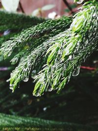 Close-up of fresh green plant