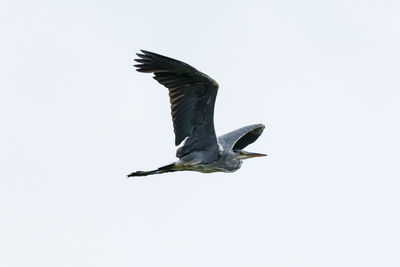 Low angle view of seagull flying