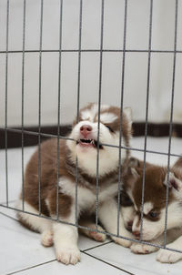 Siberian husky puppies in cage