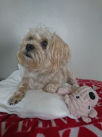 Portrait of dog lying down on bed