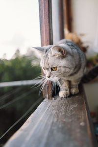 Portrait of a beautiful cat. cute cat portrait. happy pet.