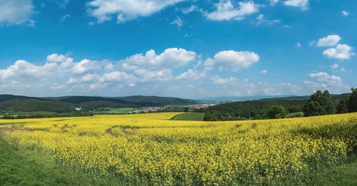 Scenic view of oilseed rape field against sky