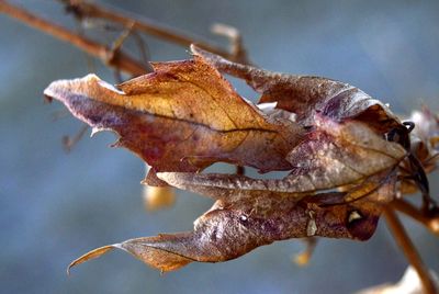 Close-up of maple leaves on field during autumn