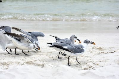 Seagulls on an alabama beach fighting over a cookie. 