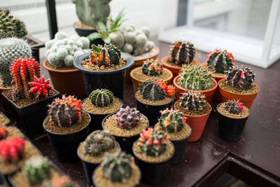 High angle view of potted plants