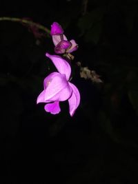 Close-up of purple flower blooming at night