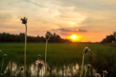 Flowering plant on field against sky during sunset