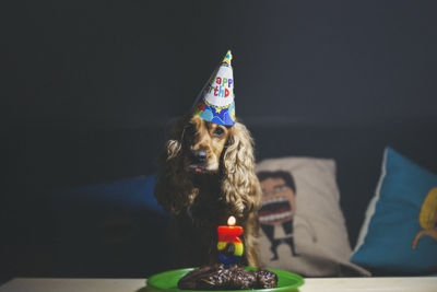 Close-up of dog sitting on table,cocker spaniel dog celebraiting his birthday