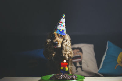 Close-up of dog sitting on table