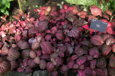 Close-up of vegetables for sale in market