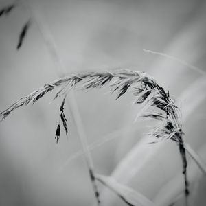 Close-up of feather against sky