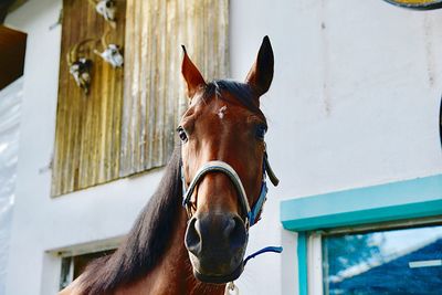 Close-up of horse