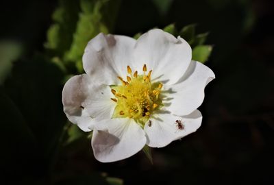 Close-up of white flowering plant