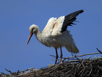 white stork