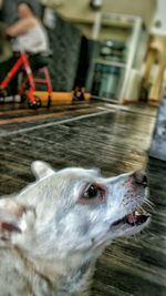 Close-up of dog in water
