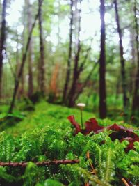 Close-up of plant growing in forest