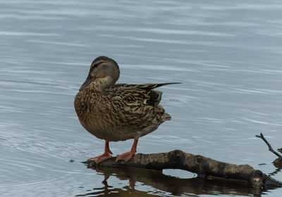 Birds in calm water