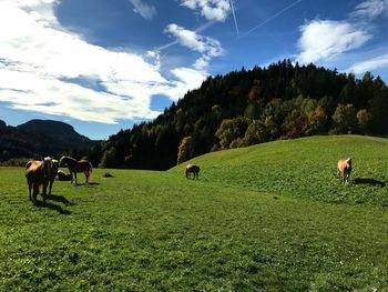 Cows grazing on field against sky