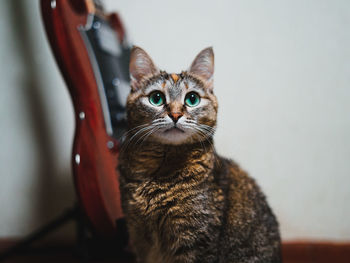 Close-up portrait of tabby cat