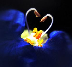 Close-up of yellow flower