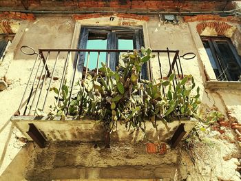 Low angle view of ivy growing on house