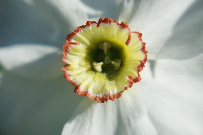 Close-up of white flowering plant