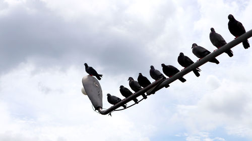 Low angle view of pigeons perching