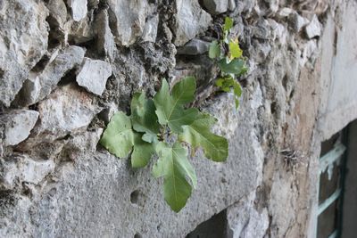 Close-up of leaves growing on tree trunk against wall
