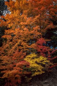 Multi colored trees against orange sky