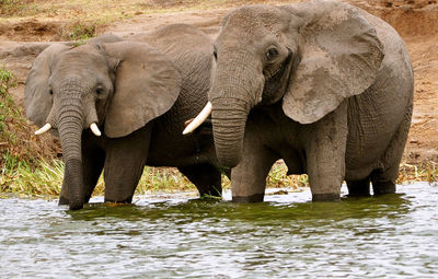 View of elephant drinking water