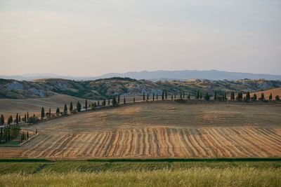 High angle view of agricultural field