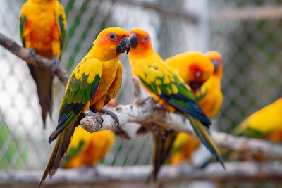 Close-up of parrot perching on branch