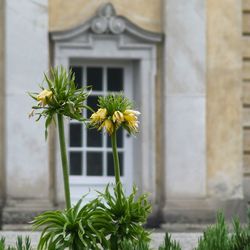 Close-up of potted plant against building