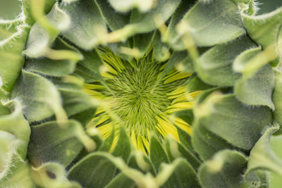 Full frame shot of cactus